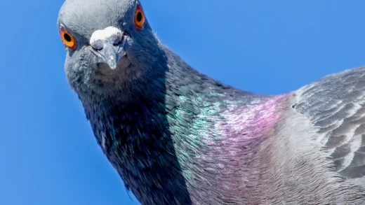 研究发现鸽子的学习方式与人工智能模型相同