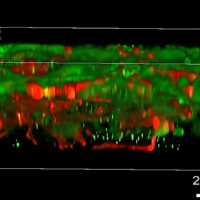 首个3D打印的功能性人脑组织能像真实脑组织一样生长