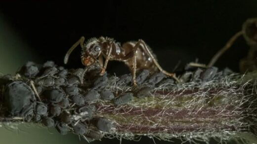 人类种族天赋受挑战：蜜蜂里也有“爱因斯坦”