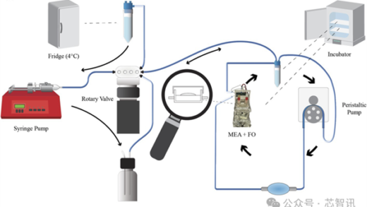 全球首个生物计算平台上线！16个类脑器官 能活100多天