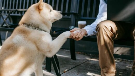 如何拍出一张有趣耐看的宠物照片