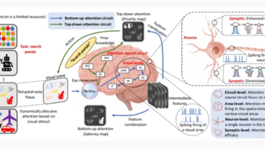 毫瓦级超低功耗！中国科学院研发出异步感算一体类脑芯片