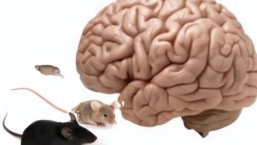 大脑也能双拼？不同老鼠大脑被融在一起 创造出了“科学怪鼠”