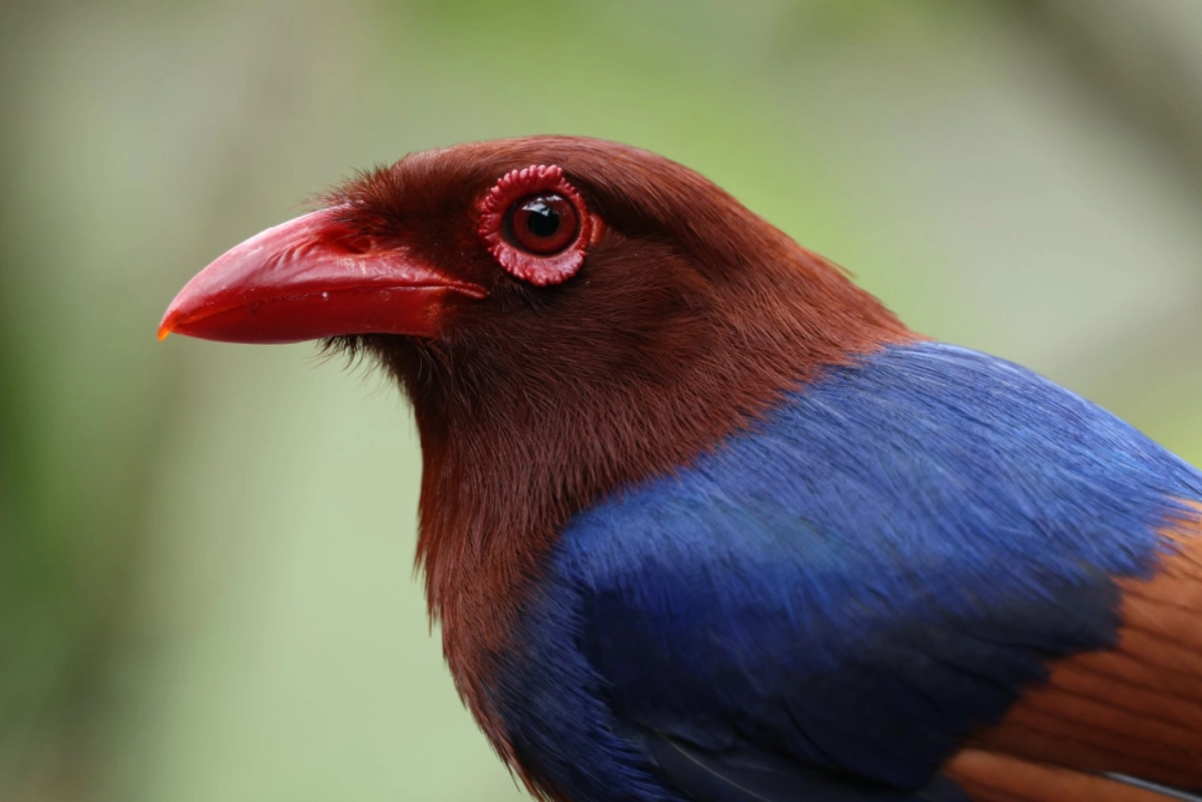 佳能新一代全画幅专微相机 EOS R5 Mark II 上架:8 月 16 日开售,26999 元起 EOS R5 Mark II 拍摄样片