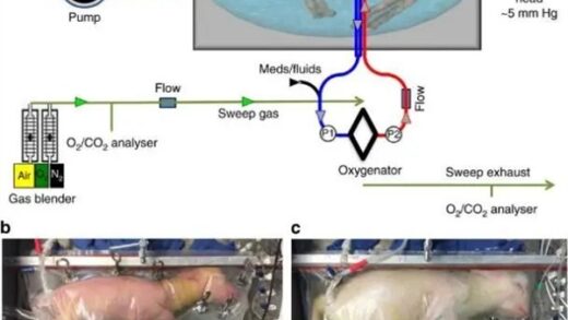 中国“人造子宫”成功！女人不用亲自生孩子啦？