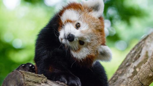 火狐 Firefox 浏览器 20 岁，Mozilla 邀你和喜马拉雅小熊猫一起庆祝