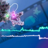 科学家首次拍摄到“分子电影”，揭示细胞转录和翻译如何相互作用