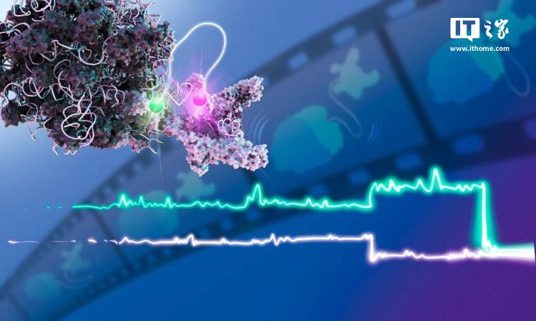 科学家首次拍摄到“分子电影”,揭示细胞转录和翻译如何相互作用 科学家首次拍摄到“分子电影”,揭示细胞转录和翻译如何相互作用