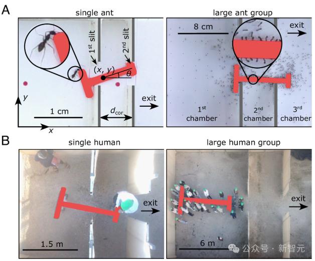 蚂蚁群组团最强AGI,破解几何难题完爆人类!群体智能登顶PNAS