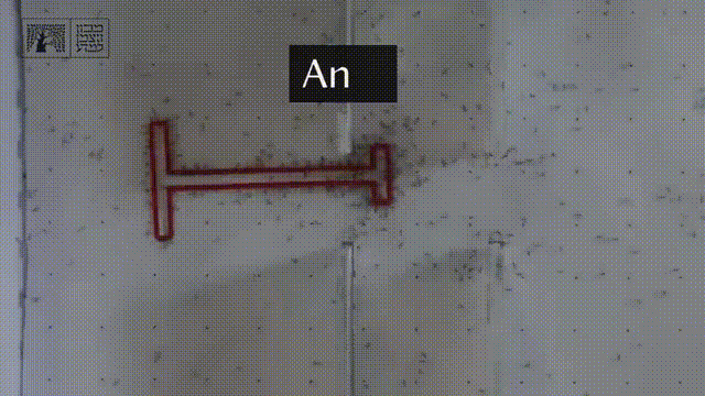 蚂蚁群组团最强AGI,破解几何难题完爆人类!群体智能登顶PNAS