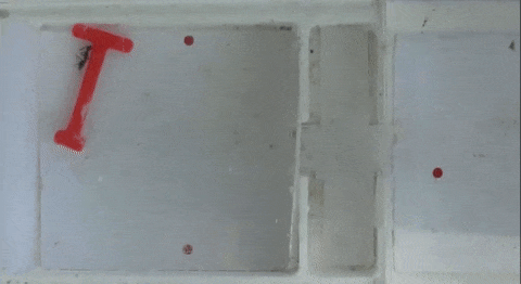 蚂蚁群组团最强AGI,破解几何难题完爆人类!群体智能登顶PNAS