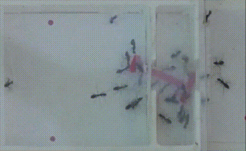 蚂蚁群组团最强AGI,破解几何难题完爆人类!群体智能登顶PNAS