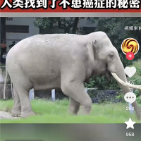 从大象的身体内 人类找到了不患癌症的秘密！