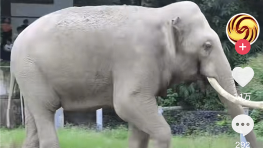 从大象的身体内 人类找到了不患癌症的秘密！