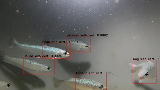 AI技术通过观察每条鱼的呼吸追踪养殖鱼的福利指标