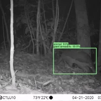 Google发布旨在识别野生动物的人工智能模型SpeciesNet