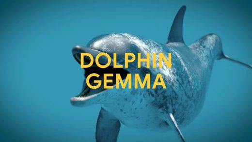 Google推出 DolphinGemma 旨在帮助人们理解海豚的语言的大模型