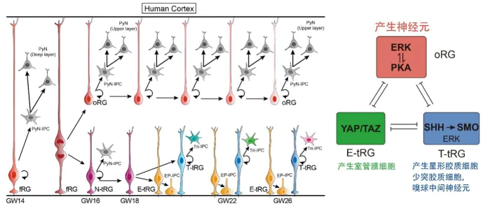 人类大脑是如何进化的？