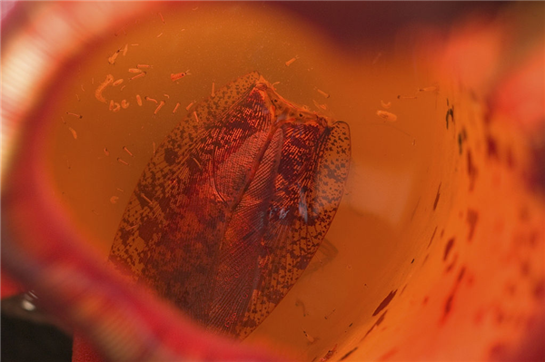 被AI爬虫挤爆服务器的维基百科：投降了