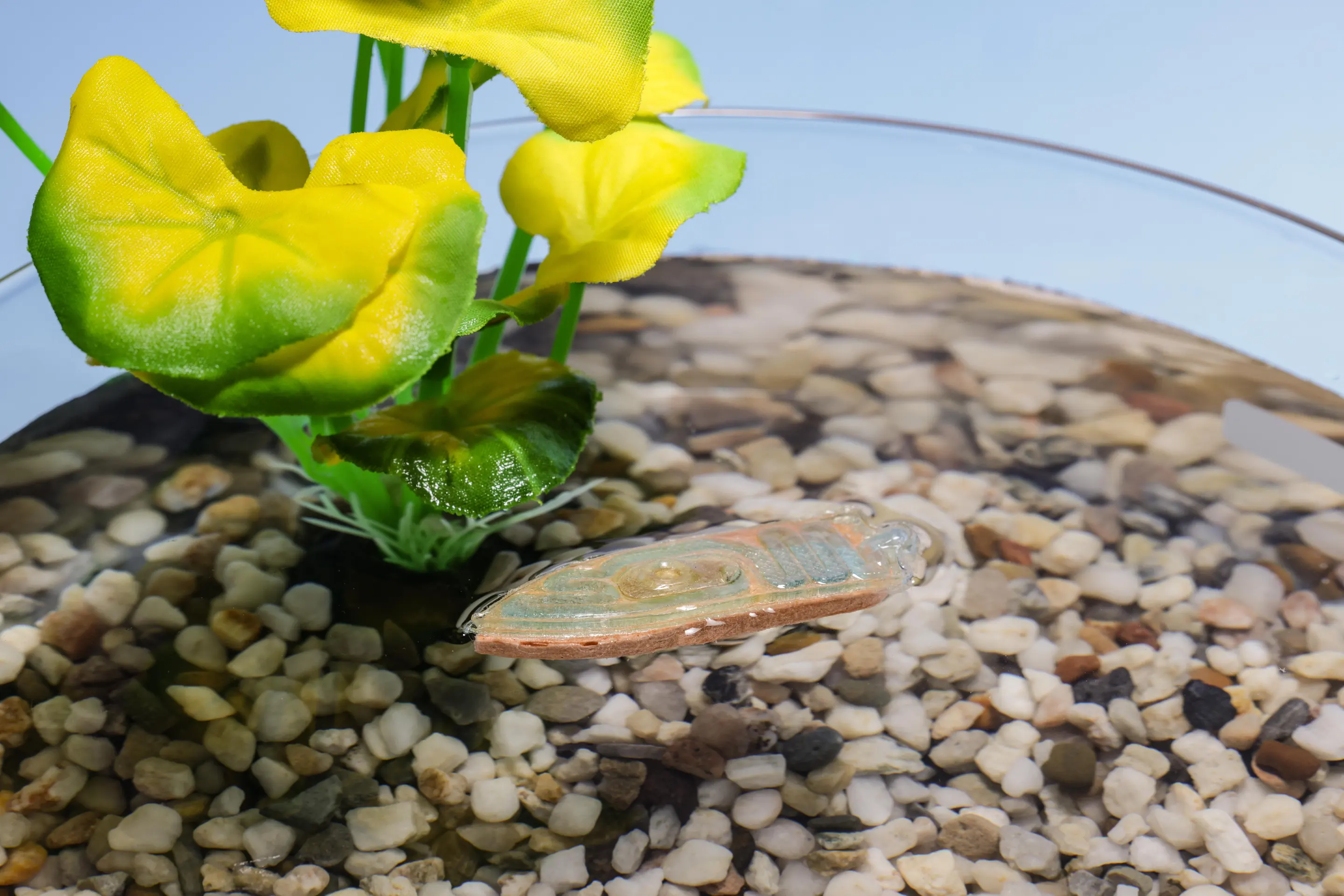 可食用水生机器人最后可被鱼类食用 完全无废物残留