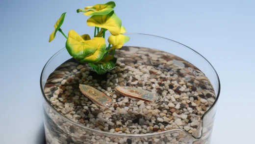 可食用水生机器人最后可被鱼类食用 完全无废物残留