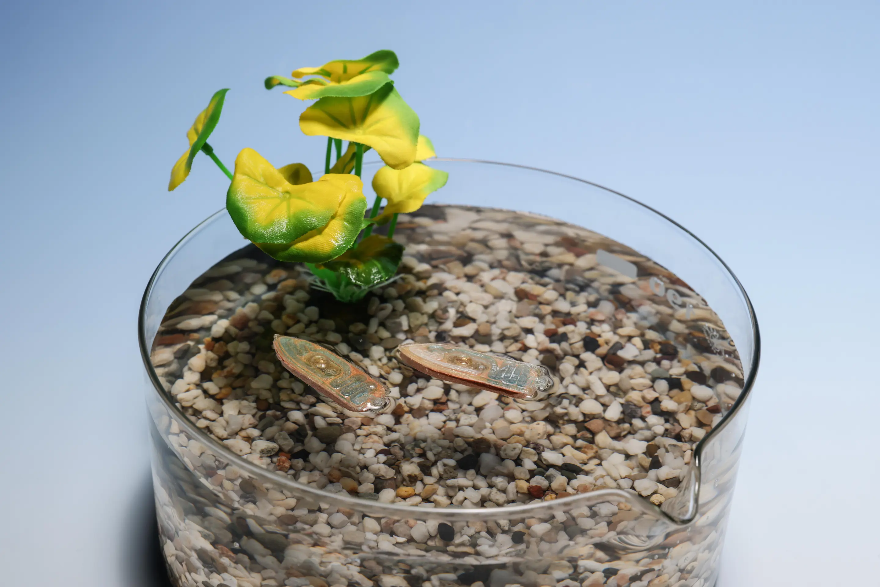 可食用水生机器人最后可被鱼类食用 完全无废物残留