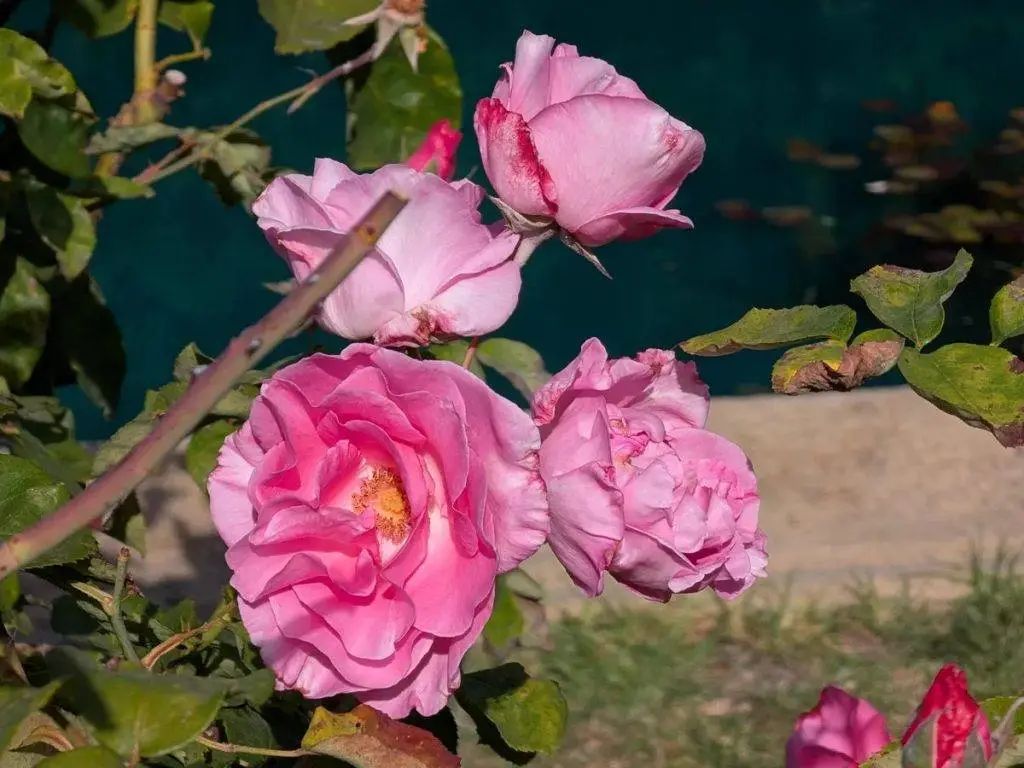 Google Pixel 10 评测汇总：AI 用得爽，就是 AI 手机了吗？