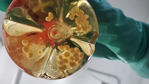 微型实验室培养“脑”或助力下一代计算机发展