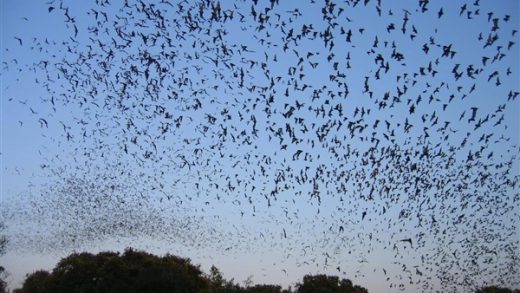 基因特征似COVID-19！巴西蝙蝠体内发现新型冠状病毒