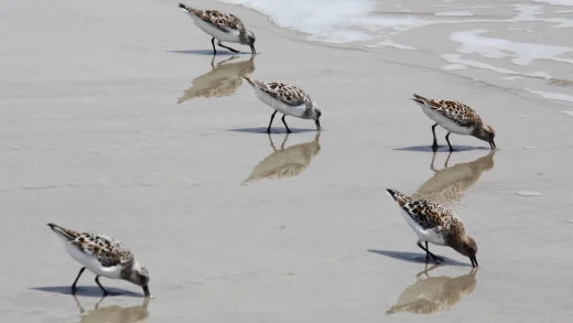 研究证实人类拥有一种“远程触觉”这种能力与某些鸟类相似