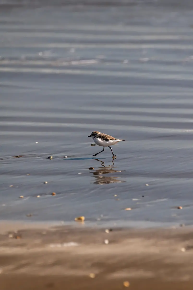 美政府考虑划拨保护区土地给SpaceX建火箭基地