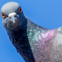 研究发现鸽子的学习方式与人工智能模型相同