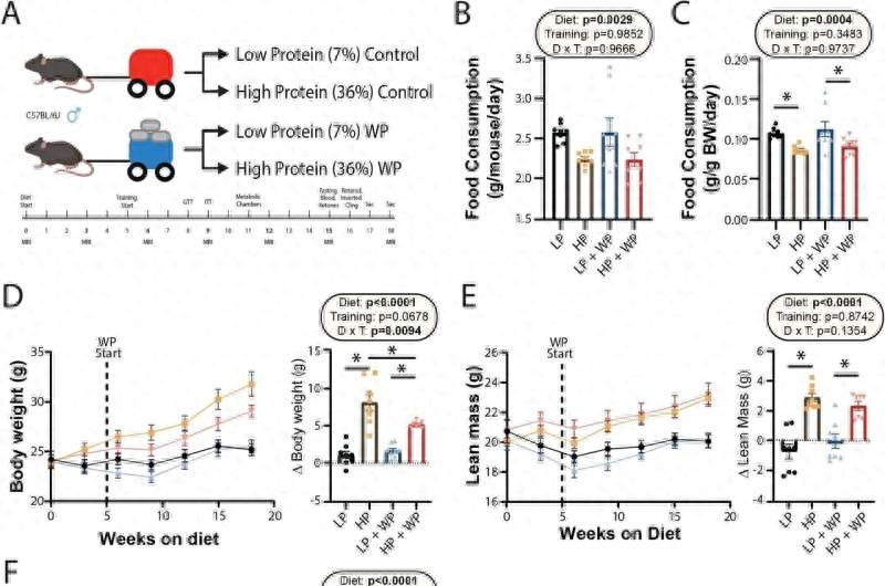 科学家揭开蛋白质饮食悖论的新谜团