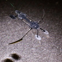 科学家制成迄今最轻快全功能机器人：以昆虫为模型，轻至 8 毫克