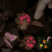 突破性相机技术为人类开启”动物视界”