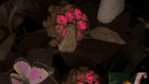 突破性相机技术为人类开启”动物视界”