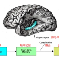 人工智能迈出具备意识的一大步？研究发现与海马体类似，AI 也能形成长期记忆