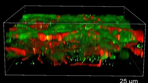 首个3D打印的功能性人脑组织能像真实脑组织一样生长