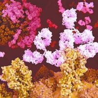 科学家用人工智能设计全新抗体