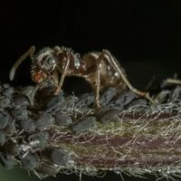 人类种族天赋受挑战：蜜蜂里也有“爱因斯坦”