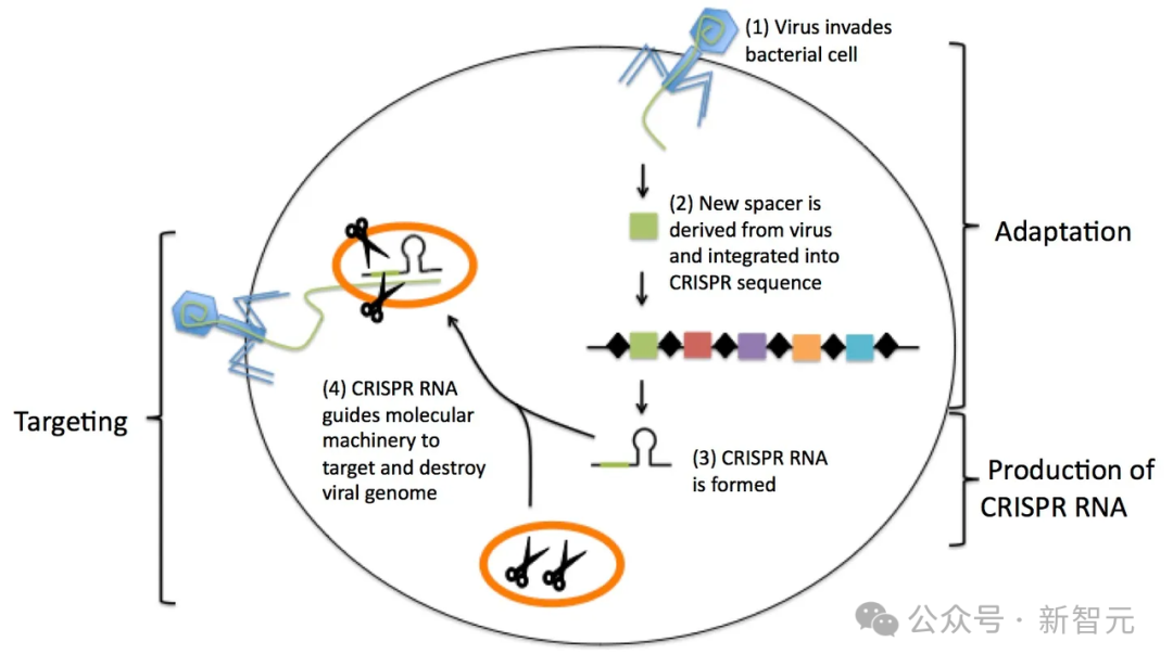 AI 成功改写人类 DNA:全球首个基因编辑器开源,近 5 倍蛋白质宇宙 LLM 全生成