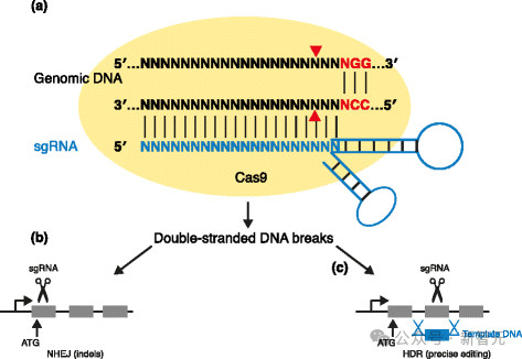 AI 成功改写人类 DNA:全球首个基因编辑器开源,近 5 倍蛋白质宇宙 LLM 全生成
