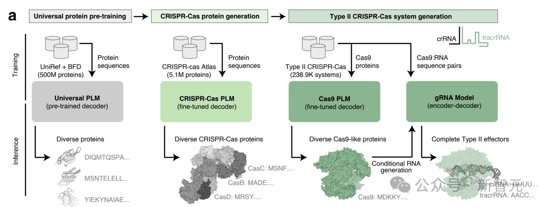 AI 成功改写人类 DNA:全球首个基因编辑器开源,近 5 倍蛋白质宇宙 LLM 全生成