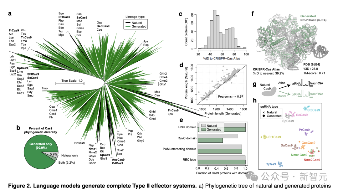 AI 成功改写人类 DNA:全球首个基因编辑器开源,近 5 倍蛋白质宇宙 LLM 全生成