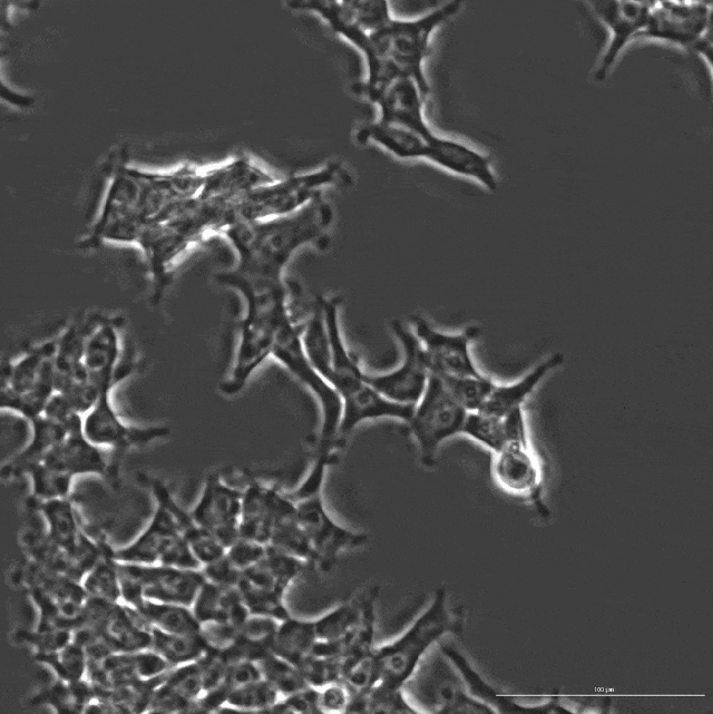 AI 成功改写人类 DNA:全球首个基因编辑器开源,近 5 倍蛋白质宇宙 LLM 全生成 由 OpenCRISPR-1 编辑的人类细胞延时摄影