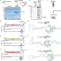 超越 CRISPR，新基因编辑工具 SeekRNA 要掀起 DNA 工程革命：精确切割靶点插入序列