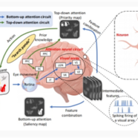 毫瓦级超低功耗！中国科学院研发出异步感算一体类脑芯片