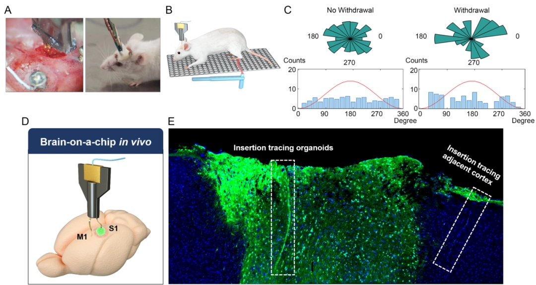 全球首个“人脑”控制机器人,天津大学新成果登上顶刊《Brain》 片上脑-机接口体内应用系统的搭建
