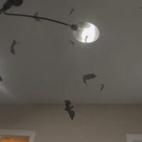 苹果已修复，Vision Pro 头显新漏洞披露：可实现满屏蝙蝠和蜘蛛