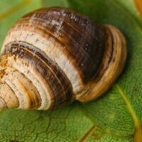 用AI给化石算命！别笑 想法上了Nature